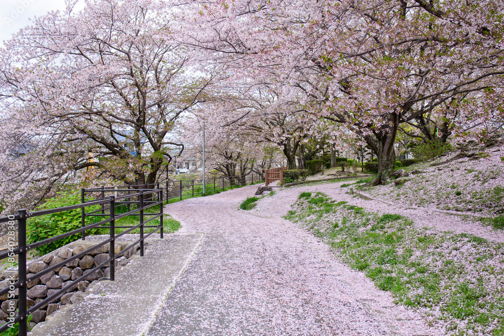 福岡県那珂川市 安徳公園 桜 福岡県那珂川市 安徳公園 桜