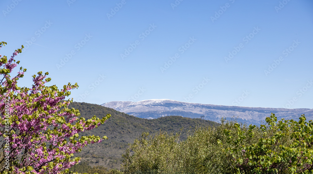 Mountain landscape with flowering tree in the foreground in southern France on the Cote d'Azur in spring Mountain landscape with flowering tree in the foreground in southern France on the Cote d'Azur in spring