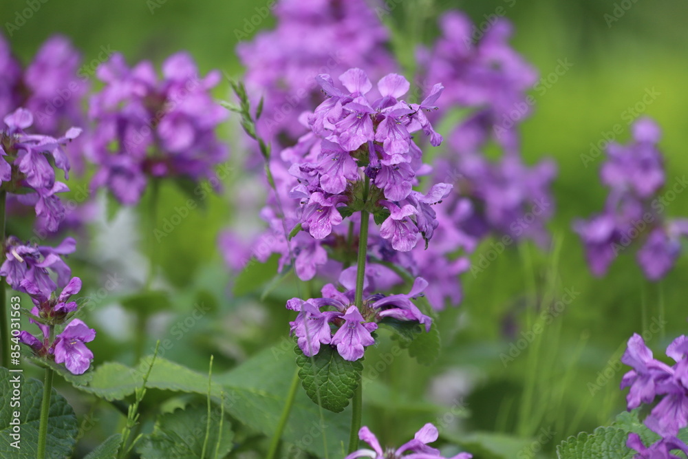 Stachys betonica macrantha. Big Betony purple flower. Stachys betonica macrantha. Big Betony purple flower.