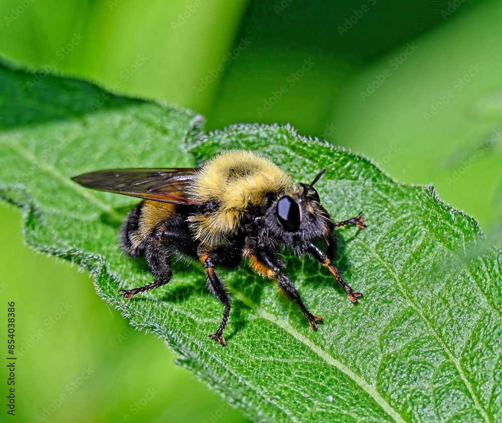 Bumblebee queen - Bombus impatiens - rests on a leaf in a garden in mid-June Bumblebee queen - Bombus impatiens - rests on a leaf in a garden in mid-June