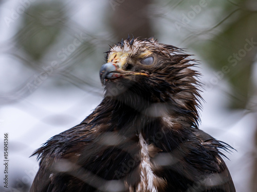 portrait of a buzzard
