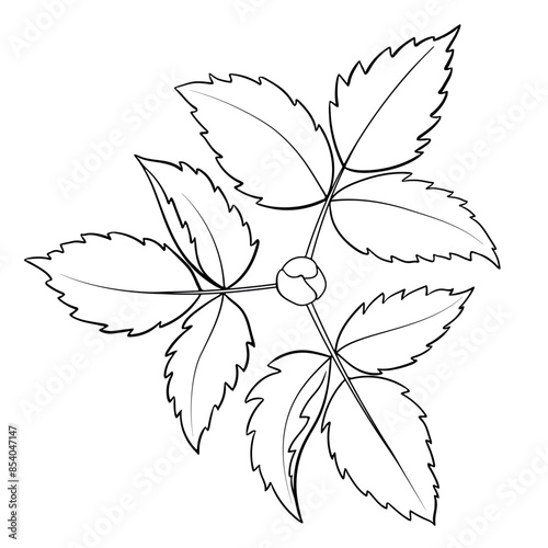 Monochrome Linear Drawing of a Bush with Leaves