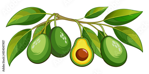 avocado with leaves isolated, avocado on branch