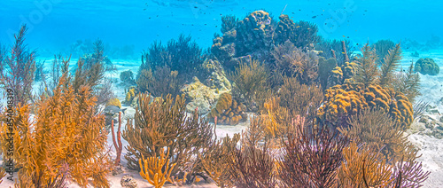 Caribbean coral garden off coast of Bonaire photo