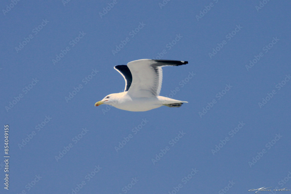 Obraz premium Uma linda gaivota sobrevoando o céu da praia de Cordeirinho - Maricá - RJ