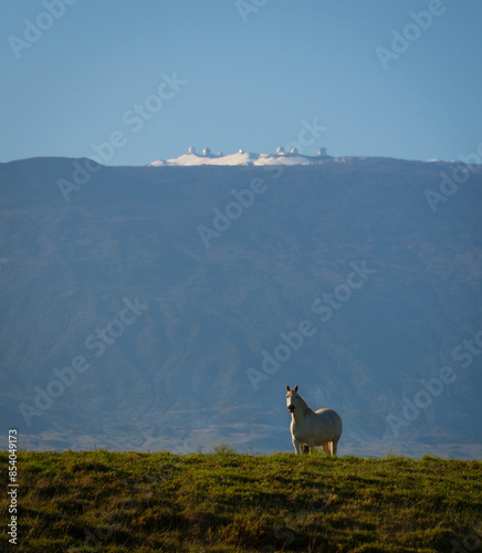 white horse snow