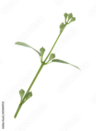 Jasmine branch with buds isolated on white