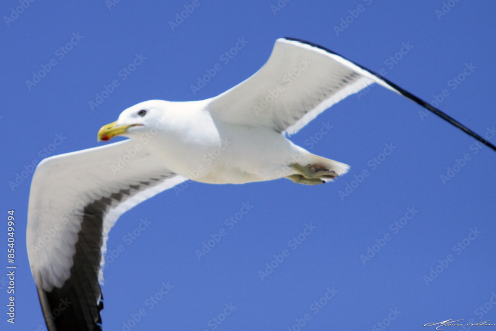 Uma linda gaivota sobrevoando o céu da praia de Cordeirinho - Maricá - RJ Uma linda gaivota sobrevoando o céu da praia de Cordeirinho - Maricá - RJ