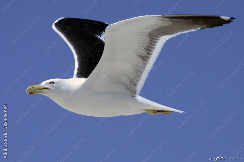 Obraz premium Uma linda gaivota sobrevoando o céu da praia de Cordeirinho - Maricá - RJ