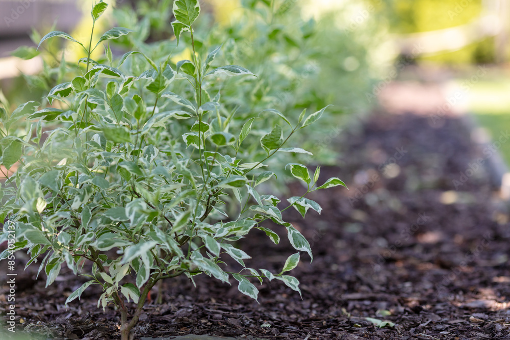 Close-Up of Variegated Shrubs in a Garden Bed on a Sunny Day, Showcasing Fresh Green Leaves and Mulched Soil, Emphasizing Gardening, Plant Growth, and Nature's Beauty Close-Up of Variegated Shrubs in a Garden Bed on a Sunny Day, Showcasing Fresh Green Leaves and Mulched Soil, Emphasizing Gardening, Plant Growth, and Nature's Beauty