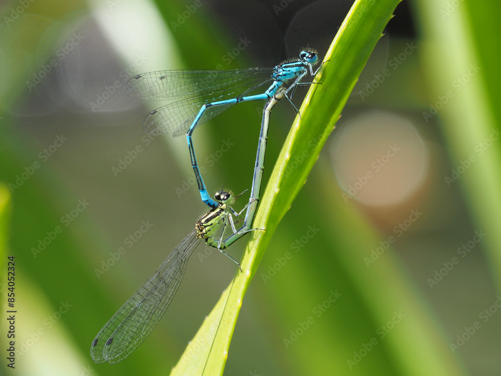 Hufeisen-Azurjungfer (Coenagrion puella) bei der Paarung
Hufeisen-Azurjungfer (Coenagrion puella) bei der Paarung