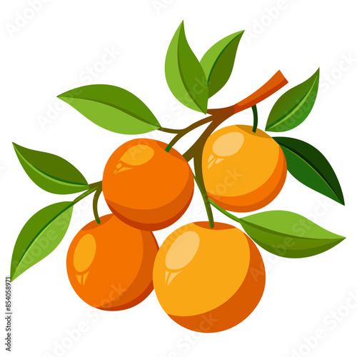 orange tree branch with oranges