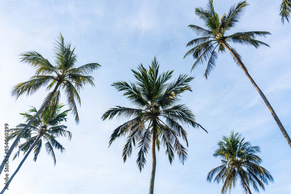 Tropical palm tree with sun light on blue sky. High quality image Tropical palm tree with sun light on blue sky. High quality image