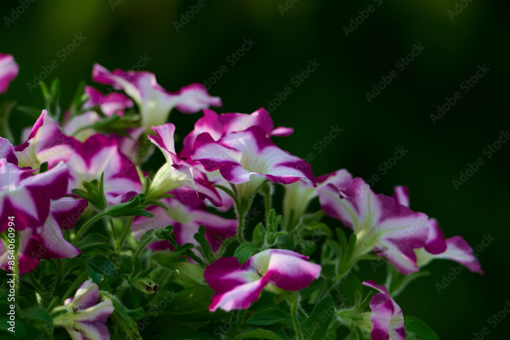 Pink petunia flowers beautiful ornamental plant. Pink petunia flowers beautiful ornamental plant.