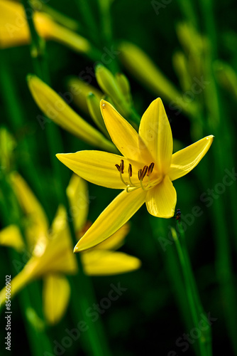 Bright yellow daylily flower on blurred background.