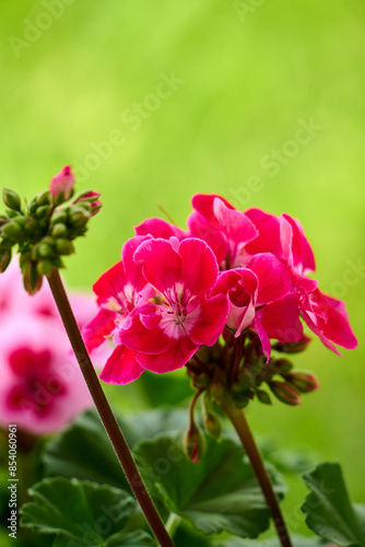 Blooming vibrant pink red geranium pelargonium flowers close up, floral wallpaper background with pink and red geranium flowers.