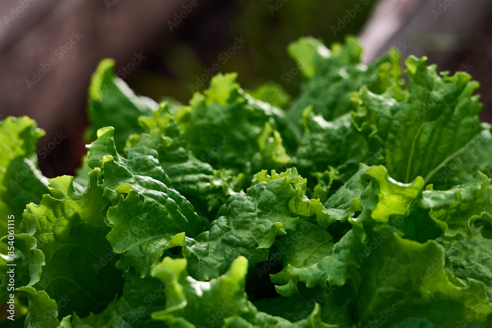 Green salad or lettuce leaves in garden. Green salad or lettuce leaves in garden.