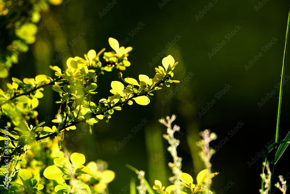 Decorative yellow barberry on abstract blurred background. Decorative yellow barberry on abstract blurred background.
