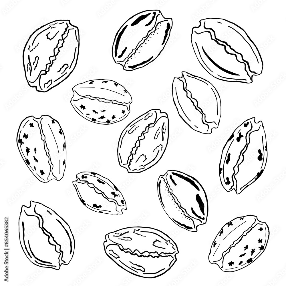 minimalistic illustration of sea shells on transparent background minimalistic illustration of sea shells on transparent background