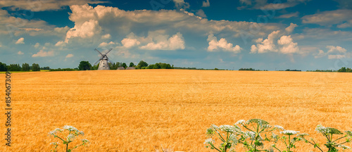 Countryside agricultural landscape with field of ripening wheat and old windm...