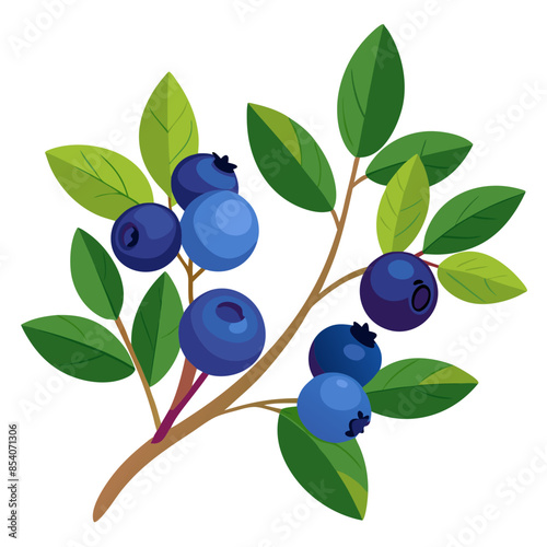 illustration of blueberries