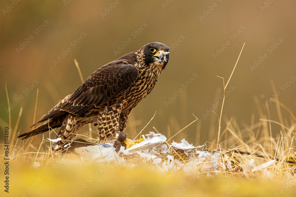 The peregrine falcon (Falco peregrinus), also known simply as the peregrine with prey The peregrine falcon (Falco peregrinus), also known simply as the peregrine with prey