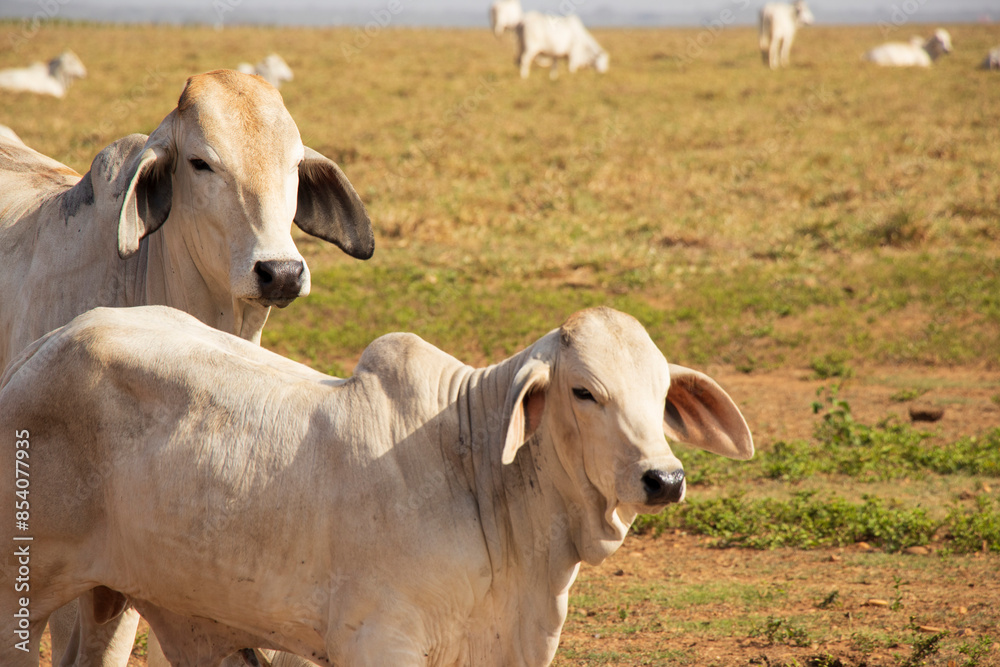 Vacas en el campo, acercamiento Vacas en el campo, acercamiento