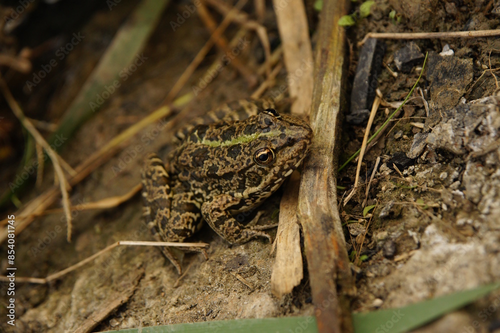 frog on the grass frog on the grass