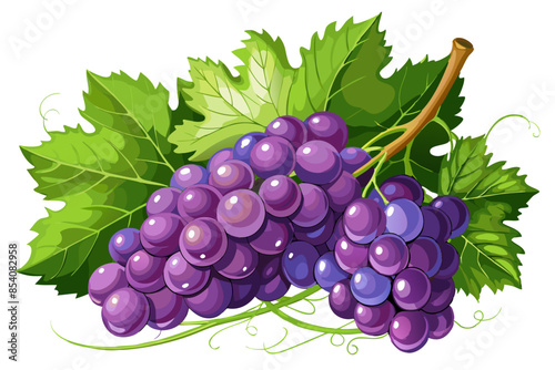 grapes on vine