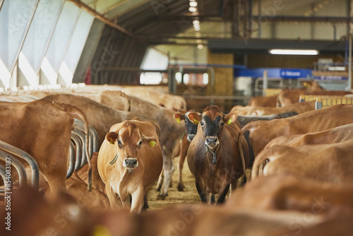 Cute Jersey cows on a farm in Denmark
