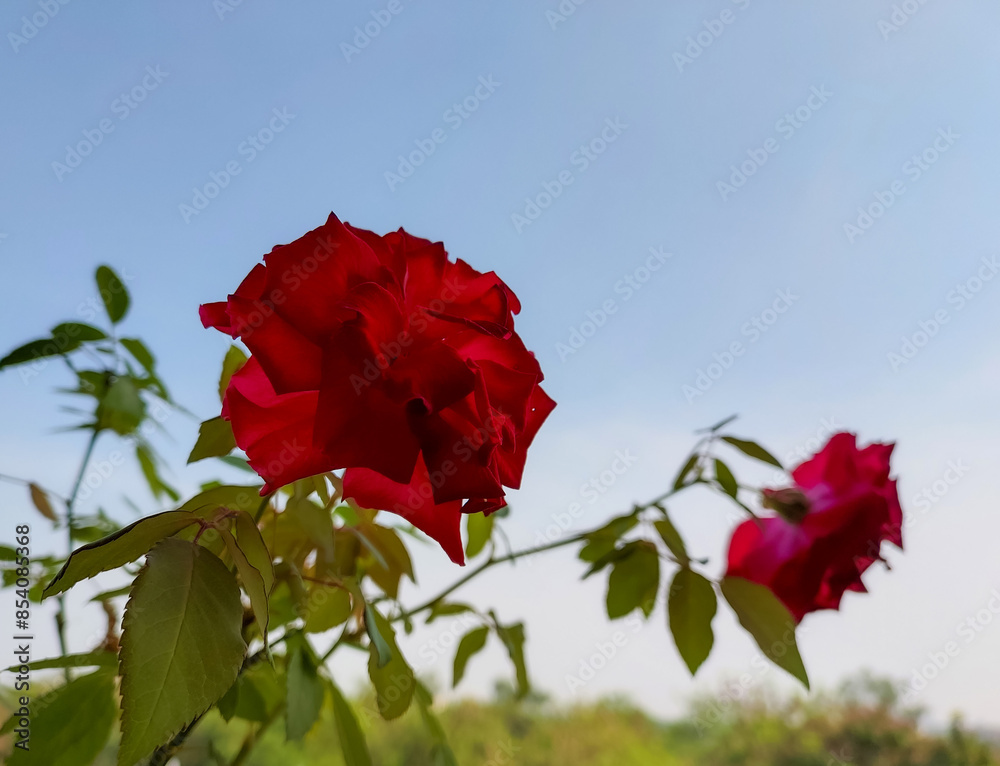 red rose against blue sky, beautiful flower blooming in pot, gardening wallpaper, nature photography, floral background red rose against blue sky, beautiful flower blooming in pot, gardening wallpaper, nature photography, floral background