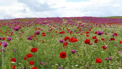  Schlafmohnblüte (Papaver somniferum) mit Klatschmohn (Papaver rhoeas) und Kamille (Matricaria chamomilla) in Germerode am Meißner im Wind