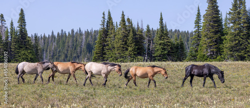 Wild Horses in Summer in the Pryor Mountains Montana photo