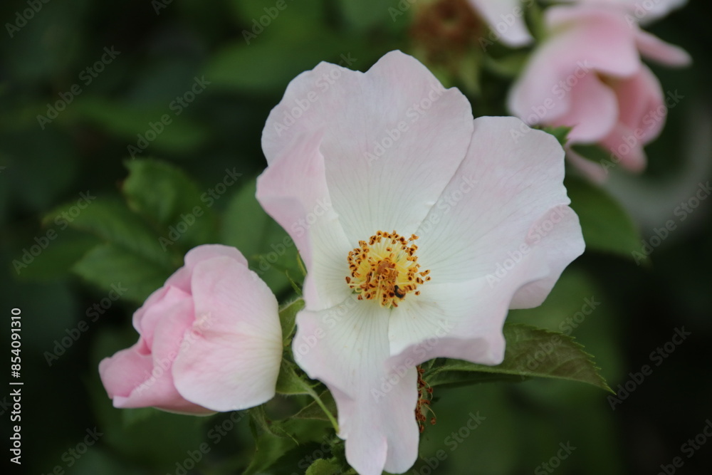 pink rose flower pink rose flower