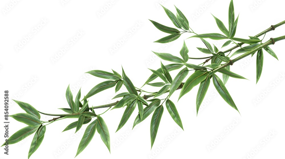 Obraz premium Thick-stemmed bamboo branch with leaves on white background