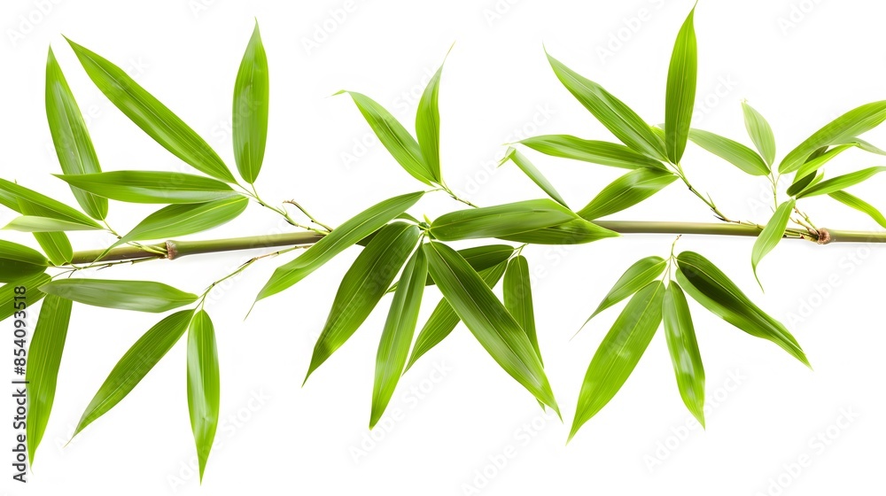 bamboo branch with leaves on white background bamboo branch with leaves on white background