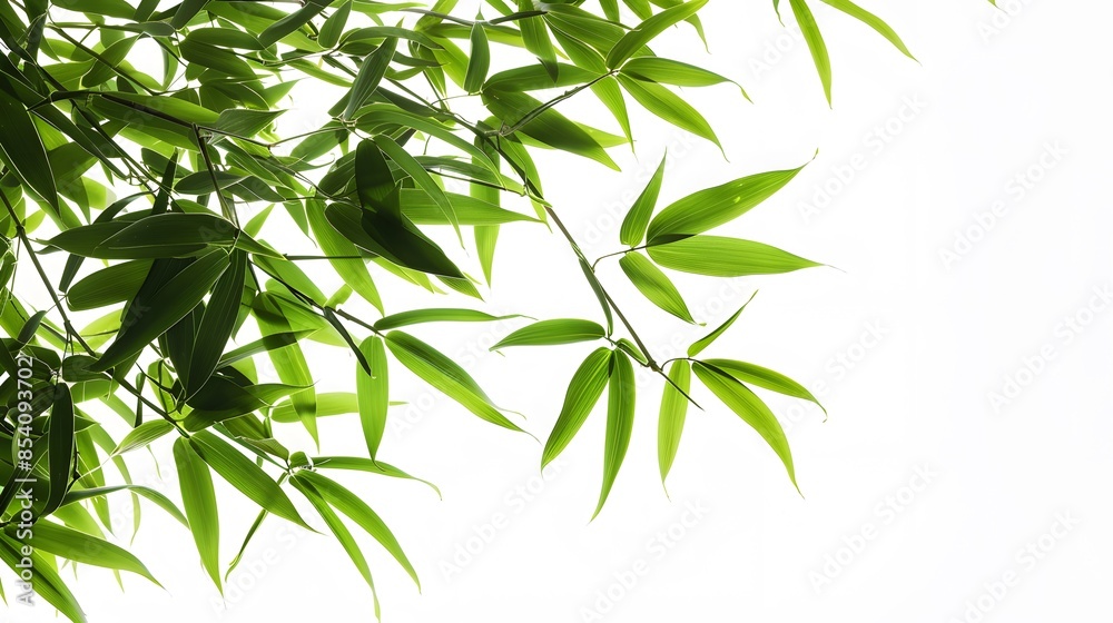 Naklejka premium Thick-stemmed bamboo branch with leaves on white background