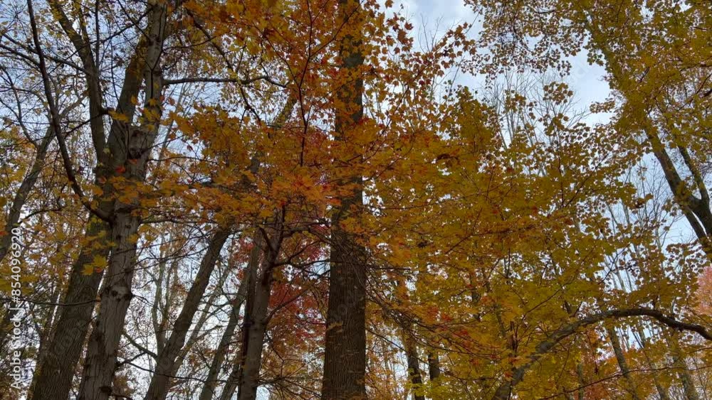 fall colors on trees in the park fall colors on trees in the park