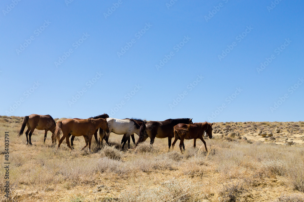 Horses breeding in Mangystau, Torish area, Kazakhstan Horses breeding in Mangystau, Torish area, Kazakhstan