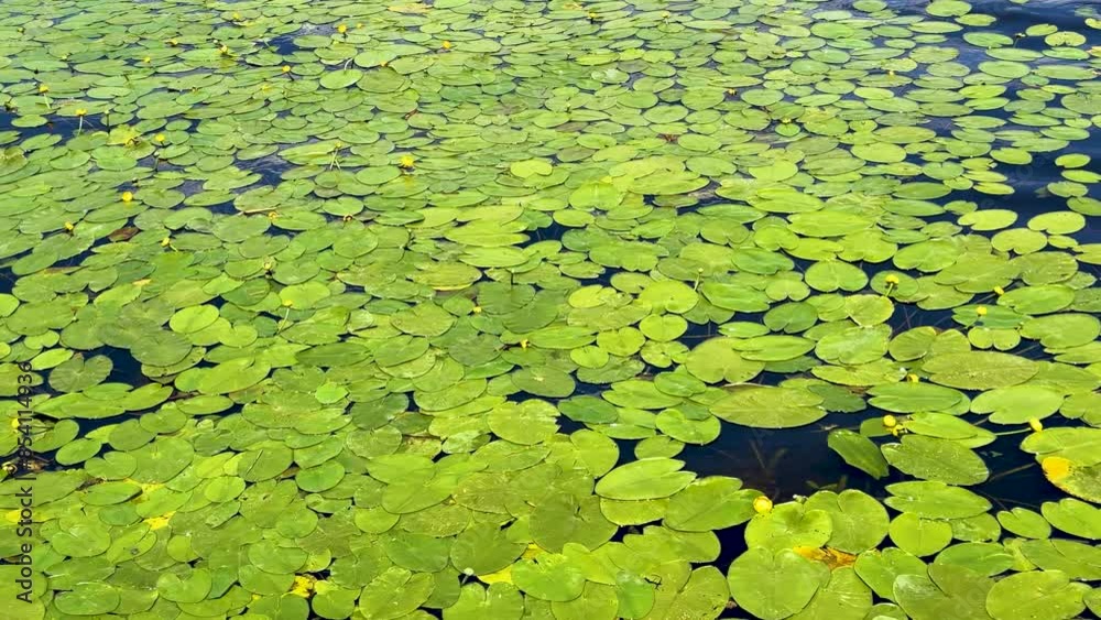 Green lily leaves swaying on waves in river. High quality 4k footage Green lily leaves swaying on waves in river. High quality 4k footage