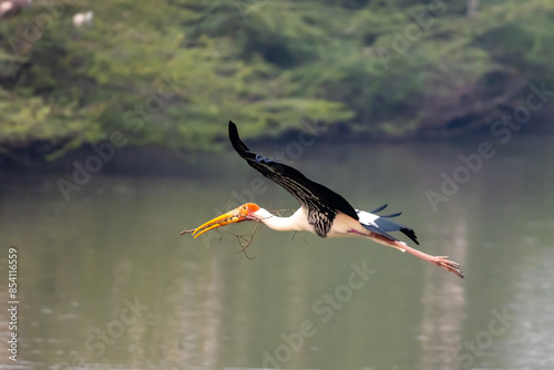 Painted stork bird in flight Uppalapadu bird sanctuary in Andhra Pradesh, India. photo