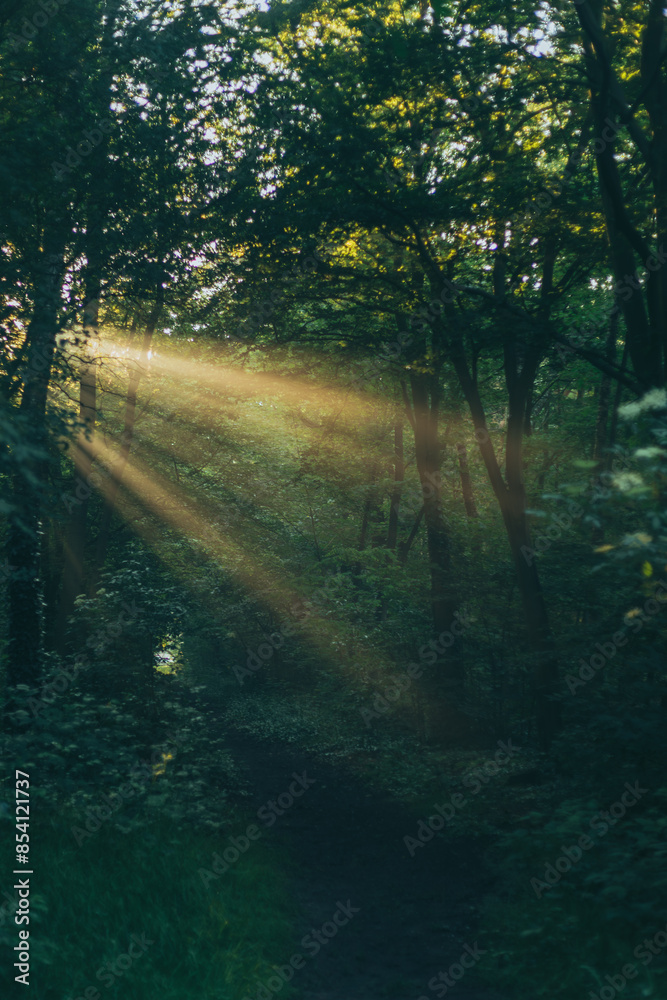 Fototapeta premium sun rays in the forest