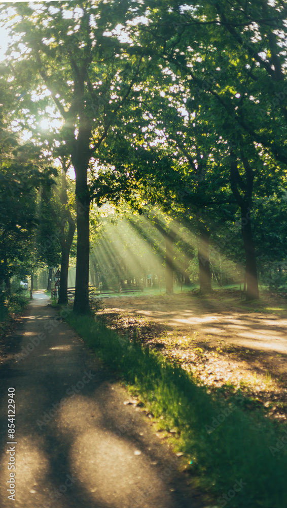 Obraz premium sun rays in the forest