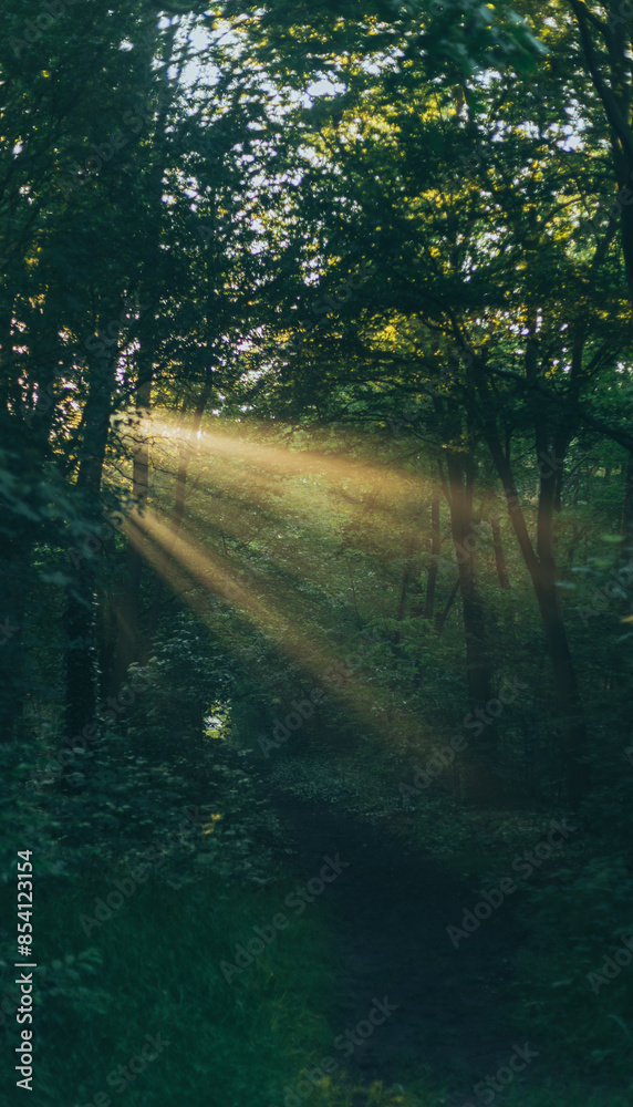 Obraz premium sun rays in the forest