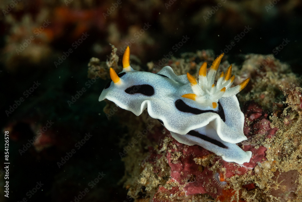 Macro view of white and black nudibranch, Nudibranchia, sea slug crawling along tropical coral reef Macro view of white and black nudibranch, Nudibranchia, sea slug crawling along tropical coral reef