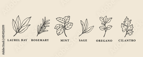 Hand drawn herbs and spices collection