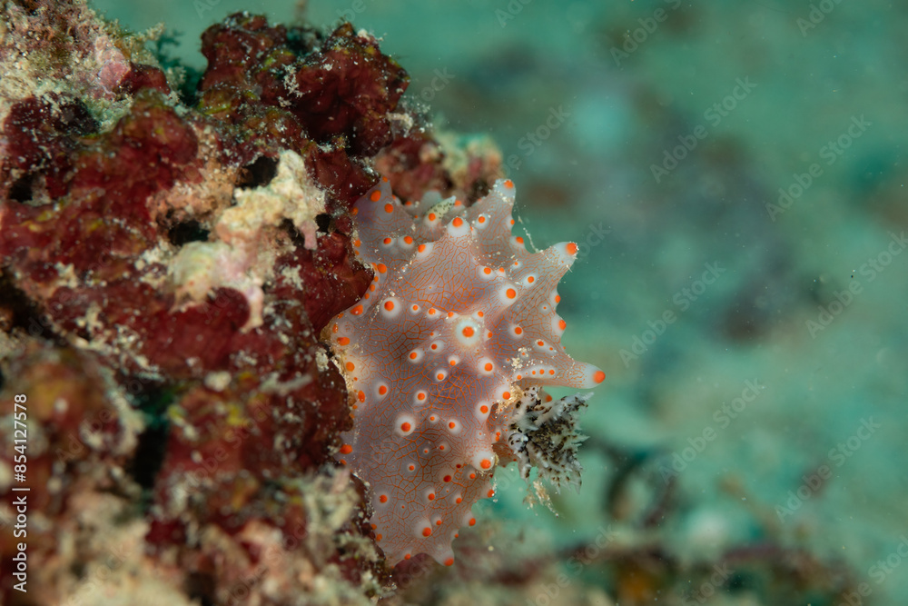 Macro view of colorful nudibranch, Nudibranchia, sea slug crawling along tropical coral reef Macro view of colorful nudibranch, Nudibranchia, sea slug crawling along tropical coral reef