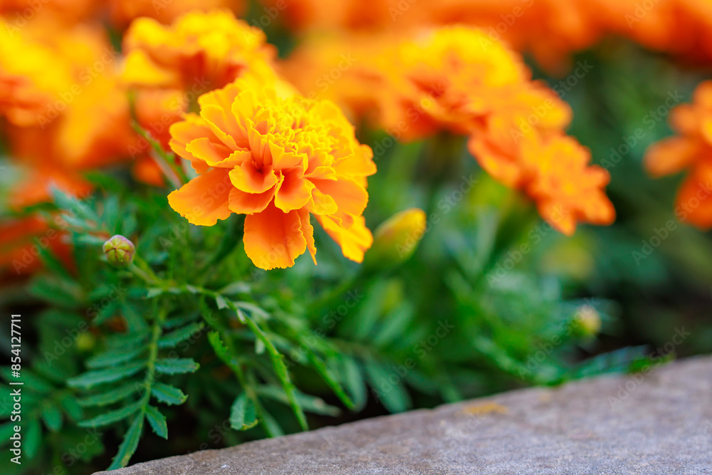 Fototapeta premium A bunch of orange flowers are in a garden