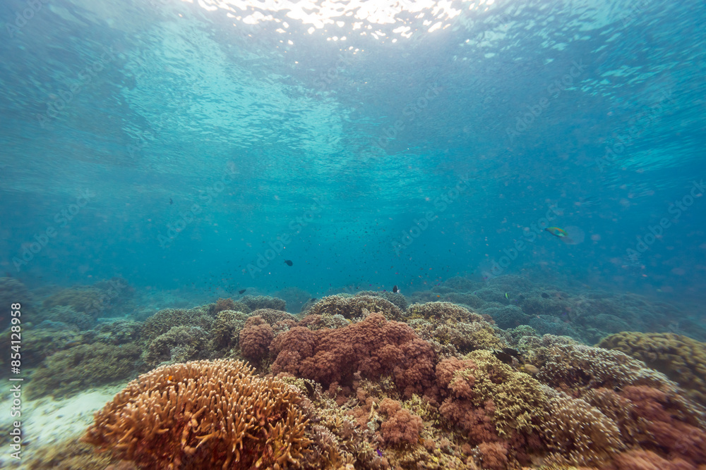 beautiful landscape view of mixture of soft and hard coral on tropical coral reef with clear blue water