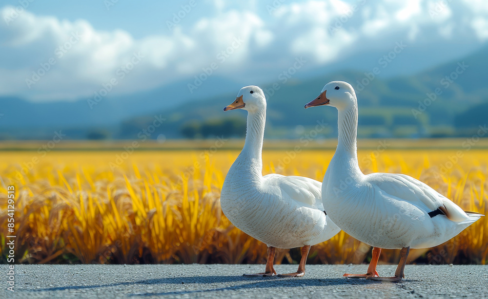 Fototapeta premium Two white ducks standing on a road in front of a field of yellow grass
